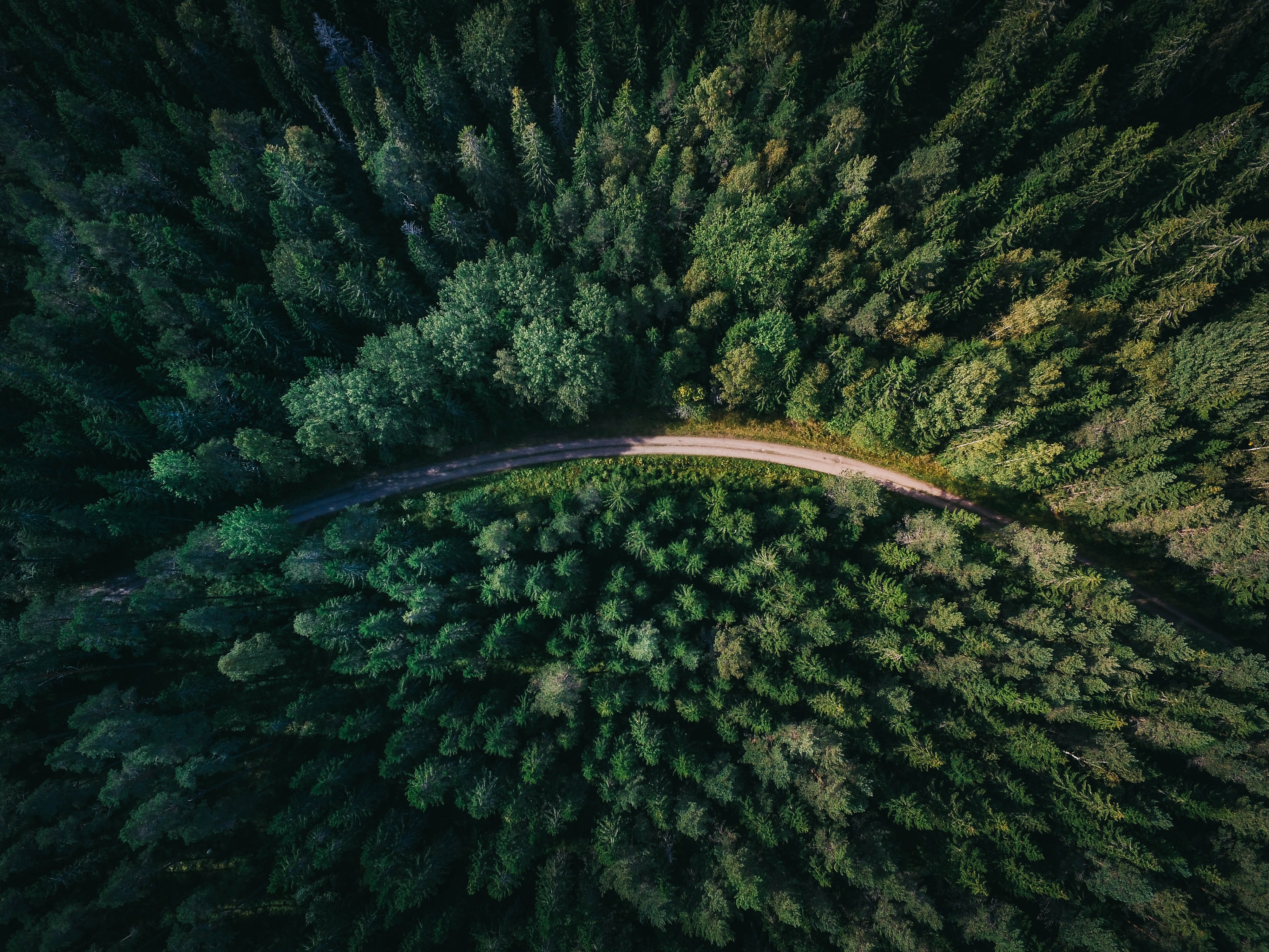 forest-birdview